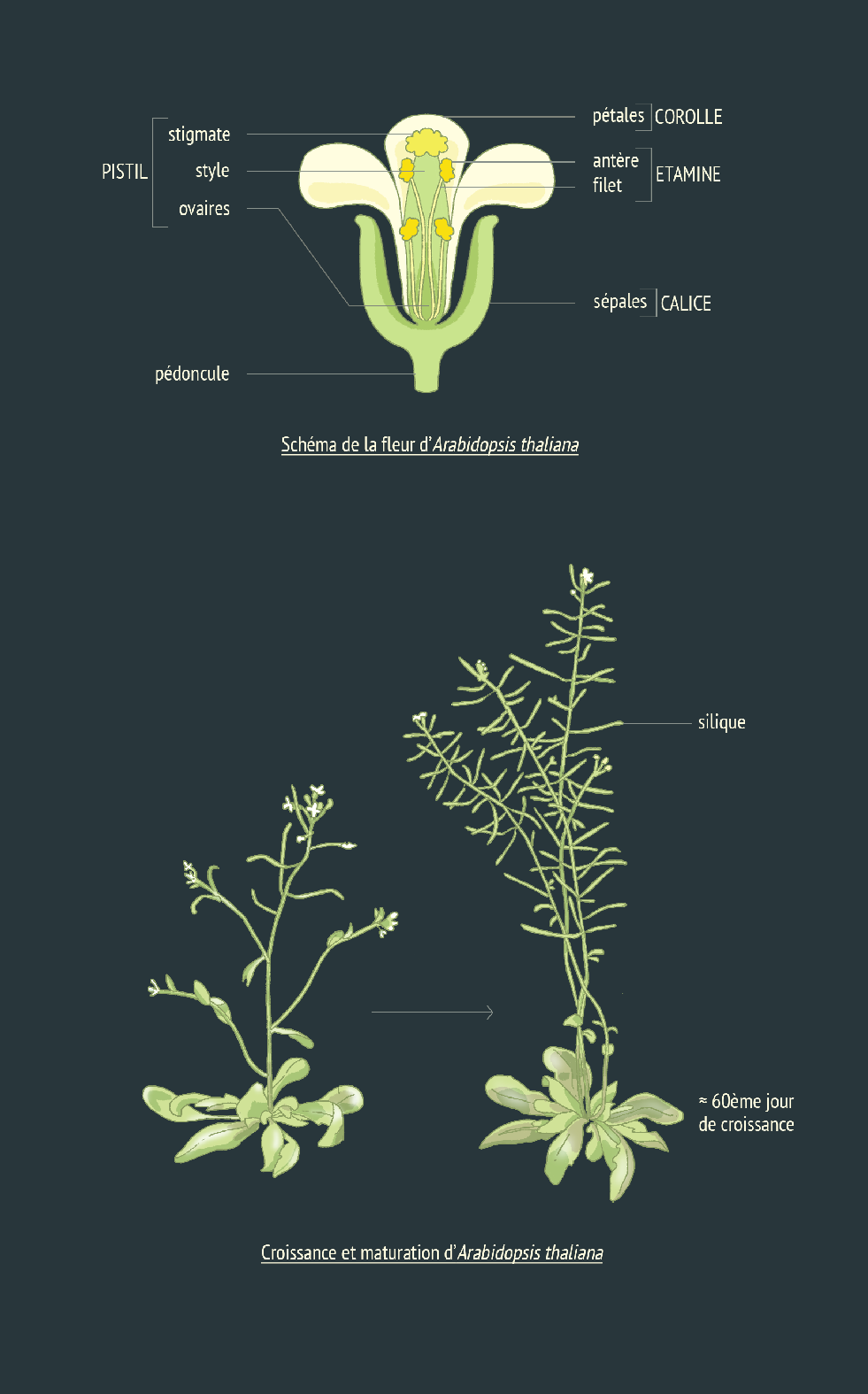 Arabidopsis thaliana