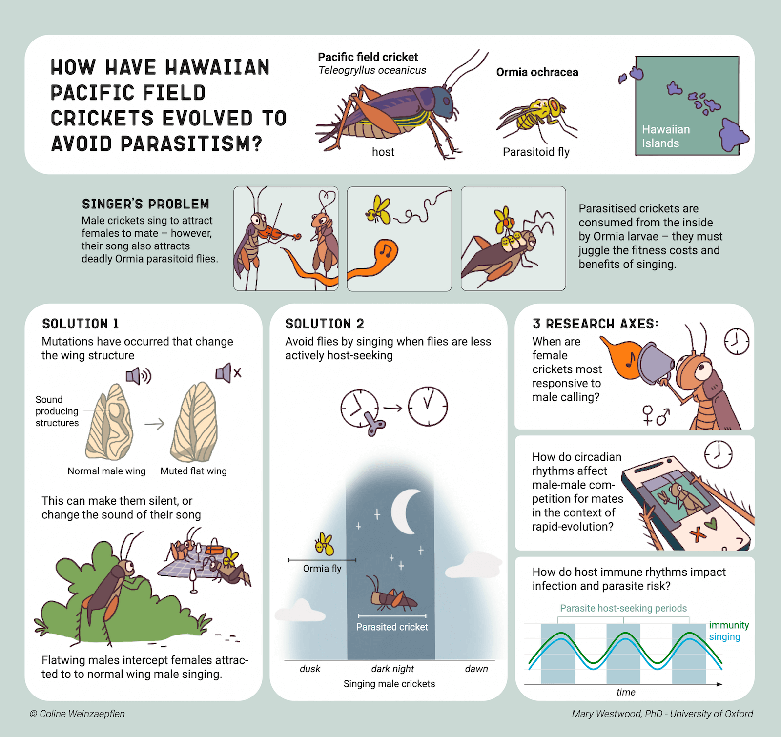 Hawaiian crickets and parasitism