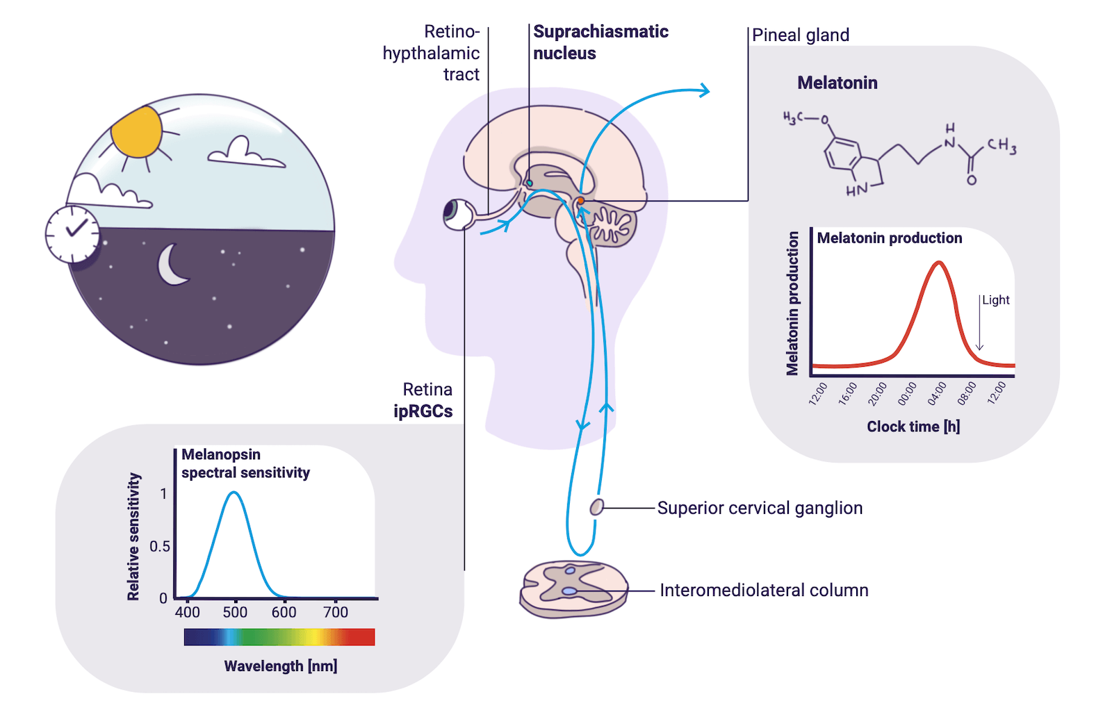 Melatonin production pathway