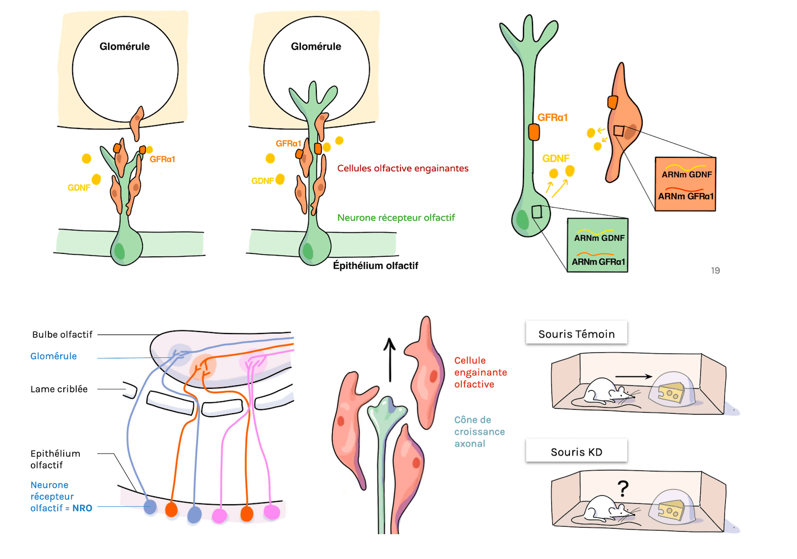 Cellular Biology